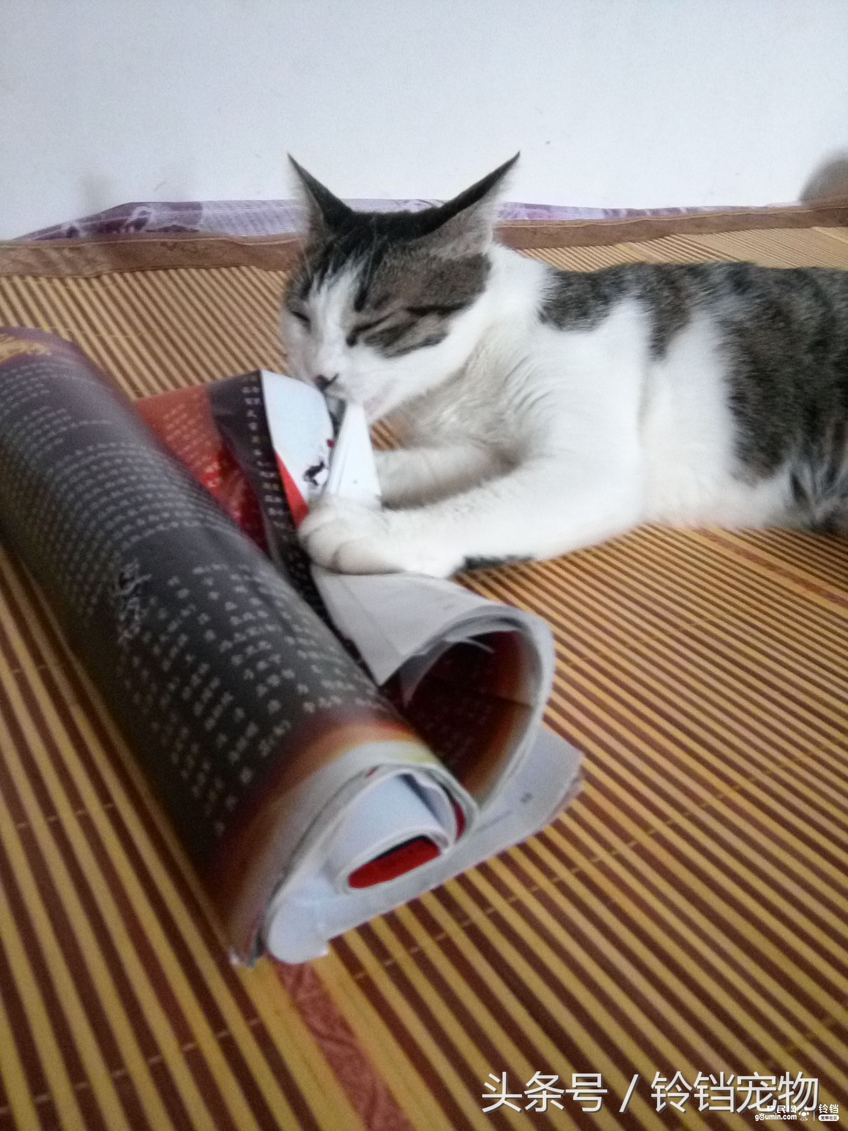 猫狗一起拆家了 (猫狗拆家)