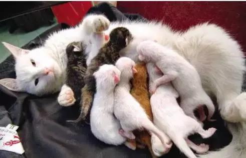 猫咪怀孕生产及产后护理