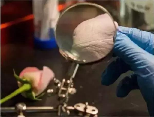 这位生物黑客教授竟然从苹果中培育出耳朵，功能与常人无异