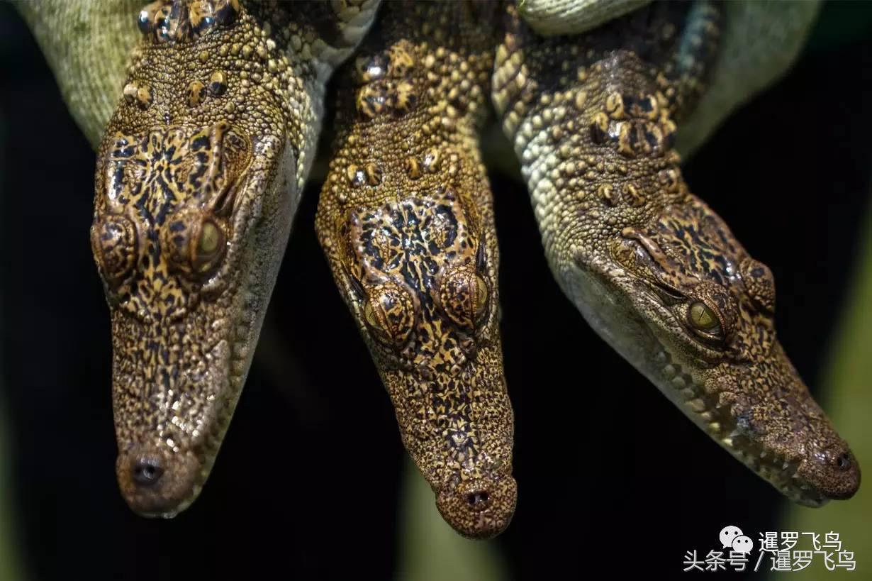 泰国养殖的鳄鱼,鳄鱼养殖基地吃鸡头