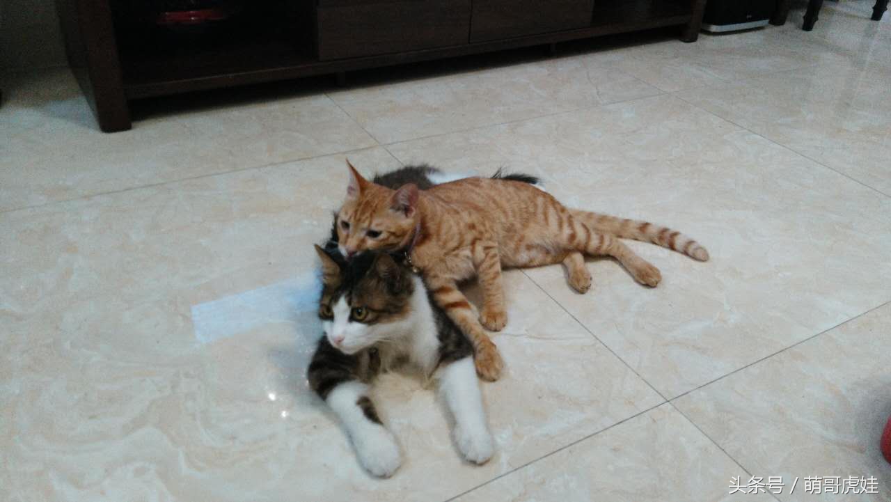 铲屎的把喵星人当孩子养，逢年过节都给大红包，每年的红包钱都存起来捐给寺庙帮小猫求平安