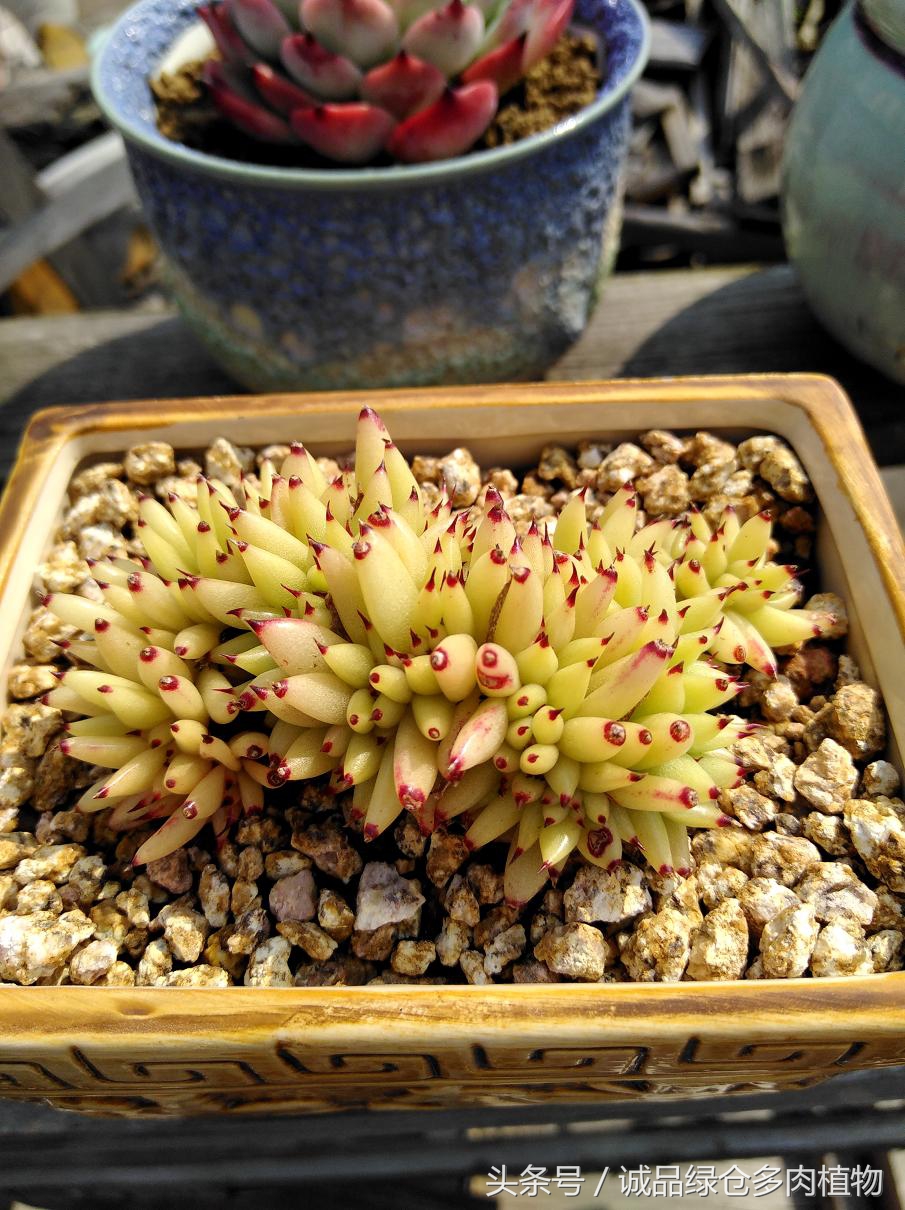 历害了,难道是假包邮区?还在露养呢