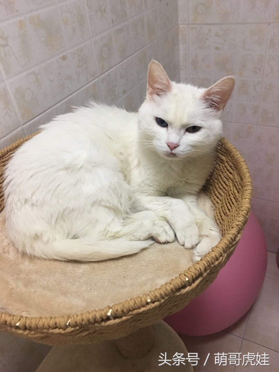 澶忓ぉ鏉ヤ簡鐚ゴ,澶忓ぉ鏉ヤ簡瑕佺粰鐚壀姣涘悧