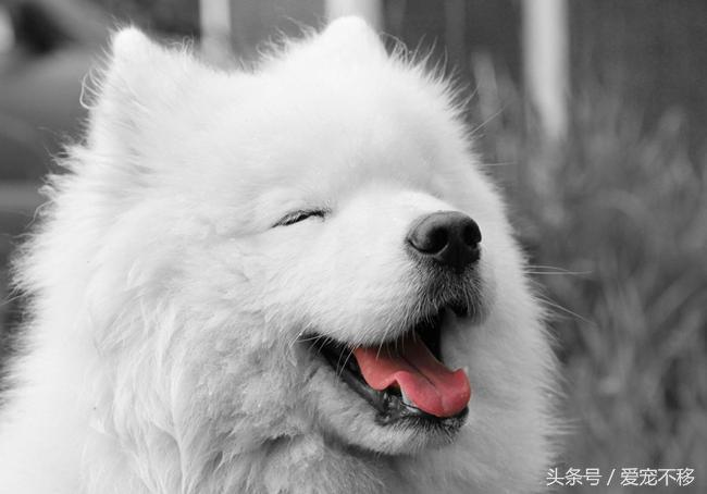 世界上最贵的狗狗排行榜前十名,世界上最贵的五种狗狗盘点