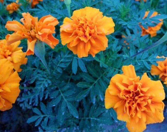 蚊虫太烦人盆栽三种驱蚊植物,适合室内种植的驱蚊的植物