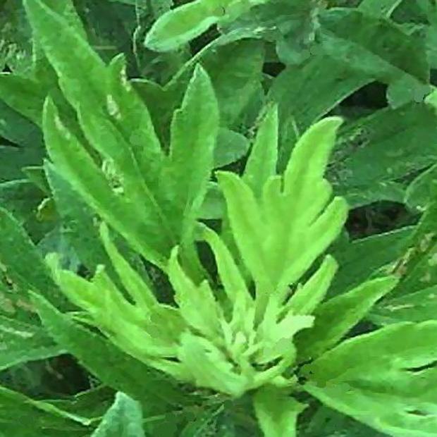 15天治愈灰指甲，一定要坚持喔！