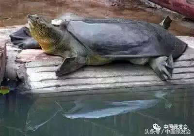 我和“僵尸物种”有个约会｜中国绿发会奖励5万元寻找中华斑鳖