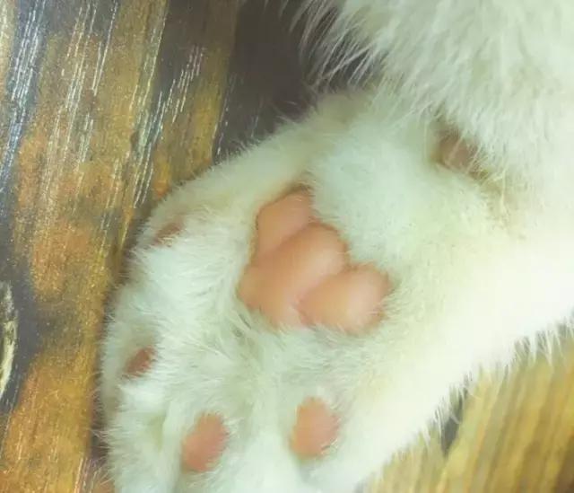 萌出血!九江这几家的撸猫店喊你来撸猫啦!美食与猫兼得!