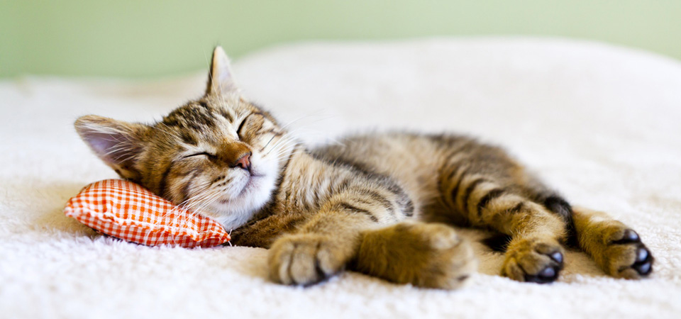 枕头选不好失眠,颈椎压迫神经睡软枕头还是硬枕头