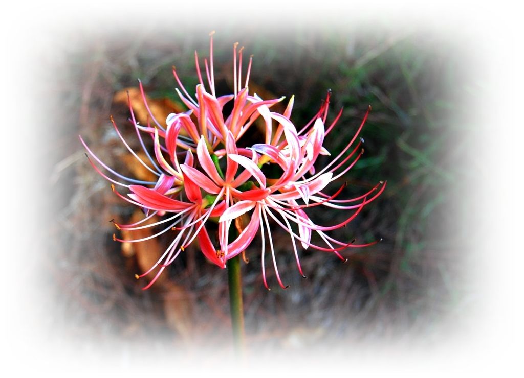 灯芯花有什么作用和功效 (灯芯花食用方法)