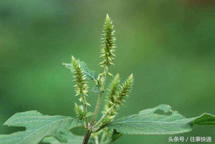 野菜虎杖的功效与作用,草药虎尾鞭功效