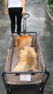 澶忓ぉ鏉ヤ簡鐚ゴ,澶忓ぉ鏉ヤ簡瑕佺粰鐚壀姣涘悧