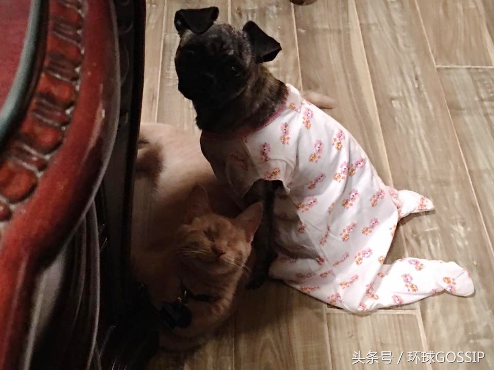 失明的橘猫,失明的小橘猫