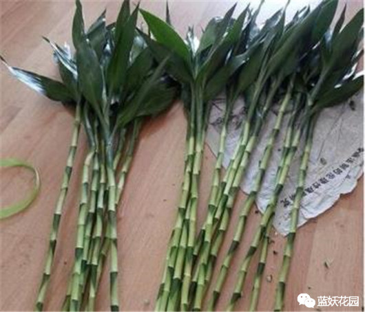 富贵竹叶子发黄怎么养护,招财富贵竹叶子发黄加醋