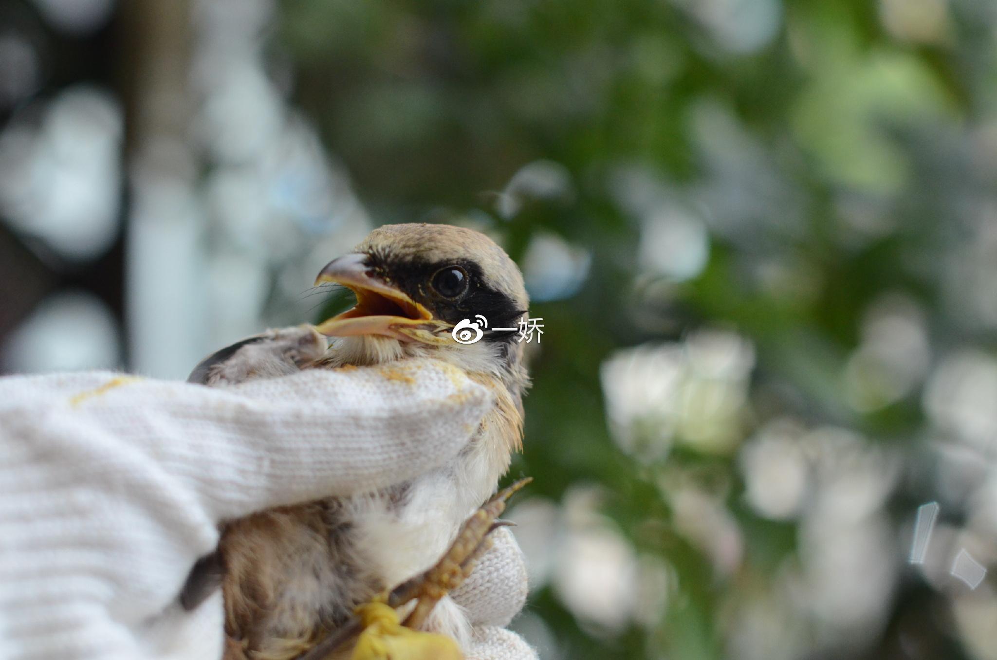 野外捡来的雏鸟拿什么给它吃,野外捡来的小鸟怎么给他喂食