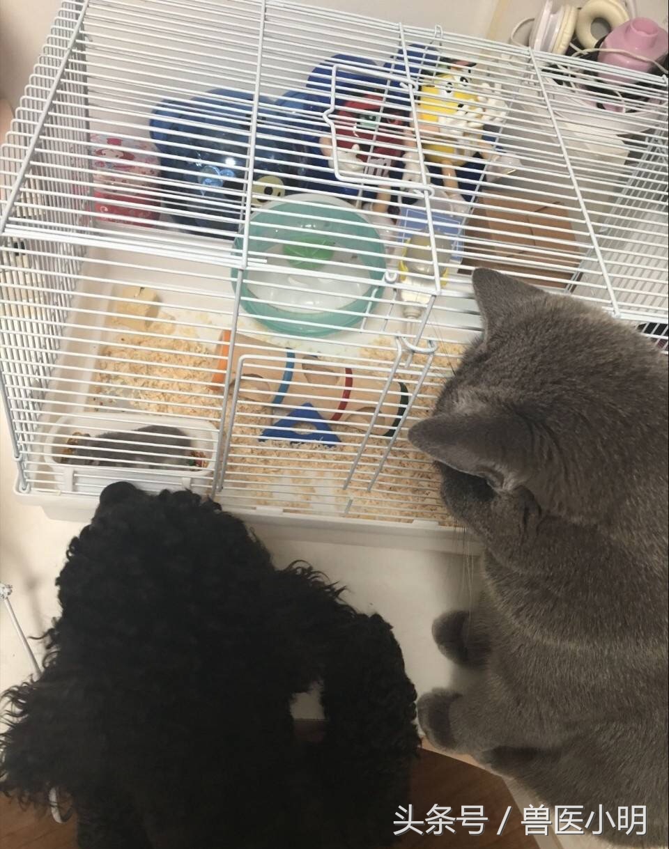 网友的仓鼠繁殖能力惊人,送完一窝,又来一窝,快要养不起了