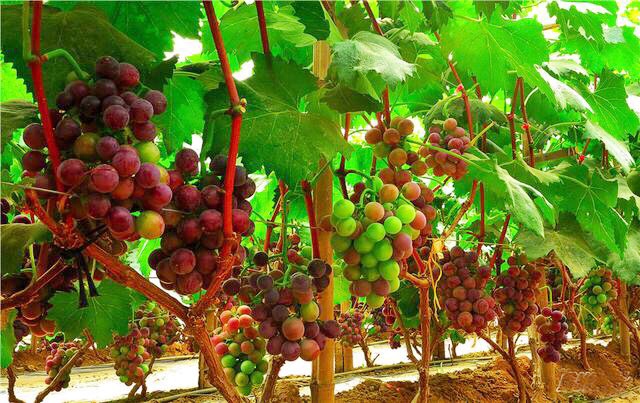 邢台广宗，葡萄王来了