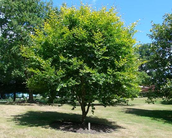 赫莲娜绿瓶,赫莲娜小绿瓶怎样辨真假