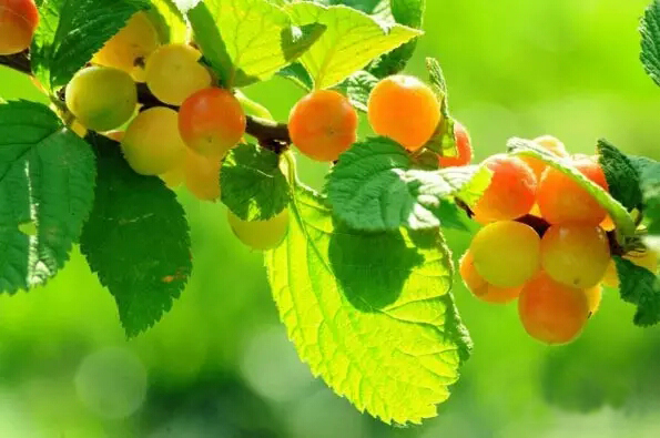 *坐静**焚香生紫烟，浮生难得半日闲，清心寡欲脱俗世，除去沧桑载梦还