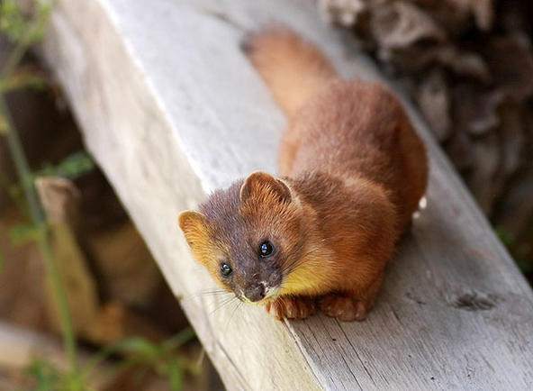 被黄大仙附身怎么办,黄大仙把人咬了