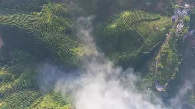 六大茶山的茶特点,六大茶山为什么茶那么好