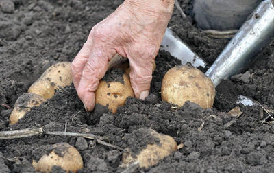马铃薯滞销怎么解决,马铃薯滞销
