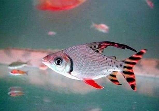 怎么让龙变好看,龙怎么发育