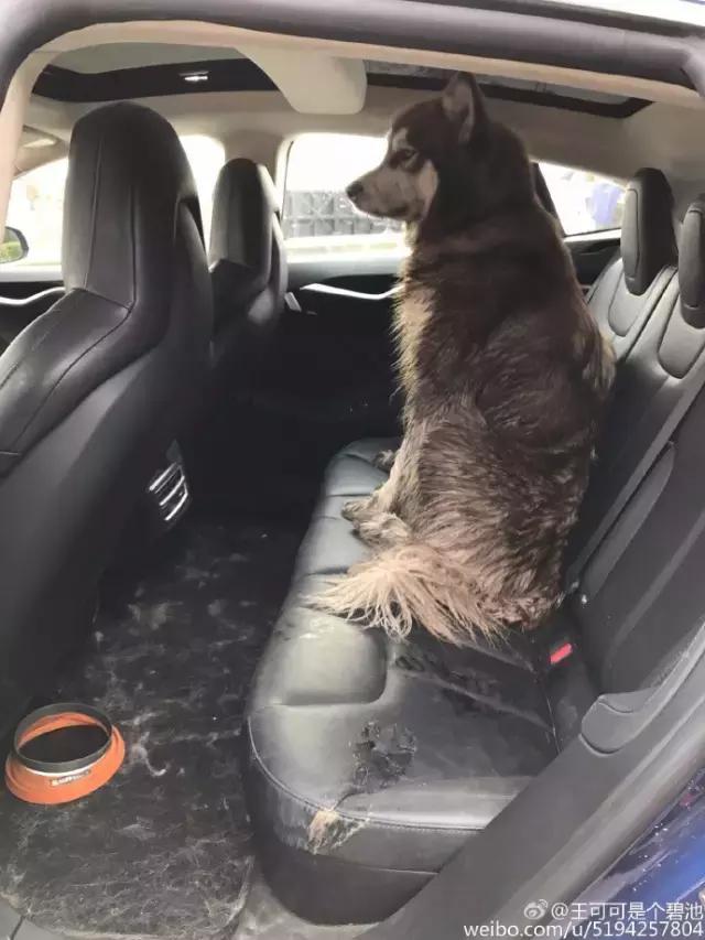 王思聪的狗坐私人飞机这和10多万的狗链比算什么？