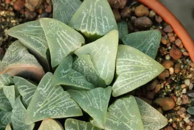 十二卷多肉植物怎么养,十二卷多肉如何养根