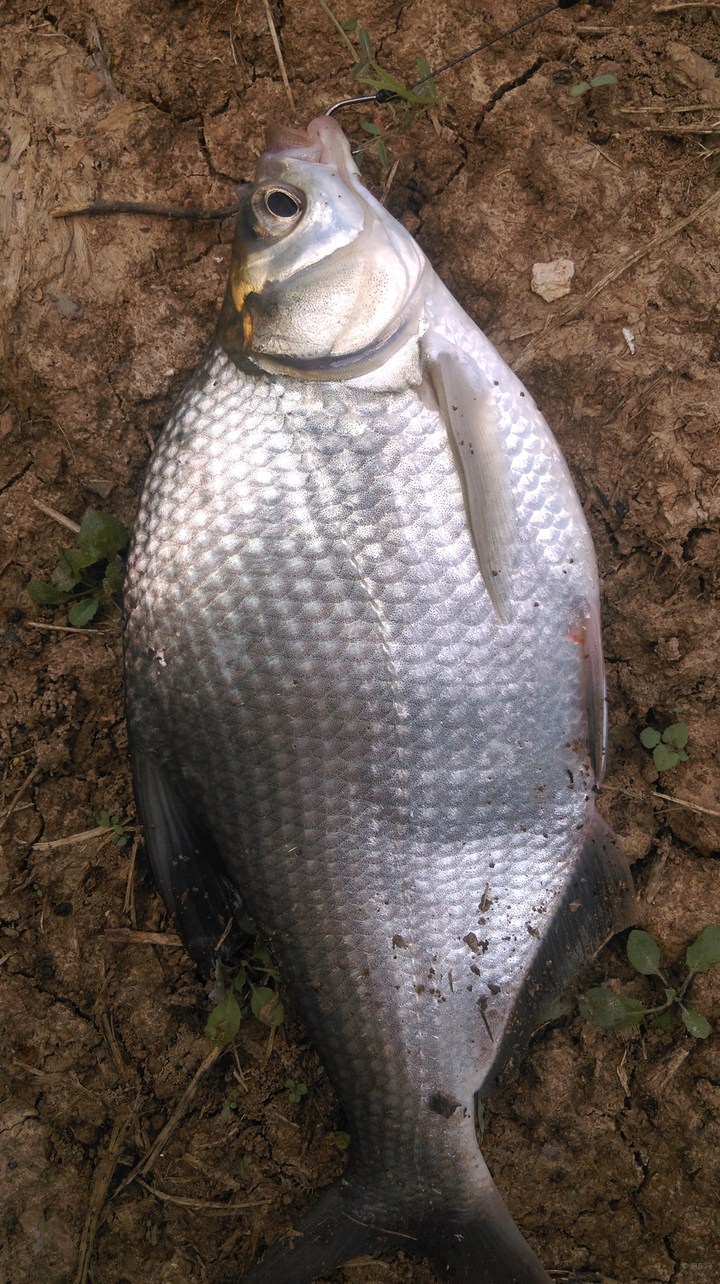 正宗武昌鱼多少根刺,武昌鱼和鳊鱼的鱼刺是一样的吗