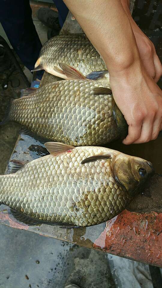 与佳小药有效吗,与佳小药好用不