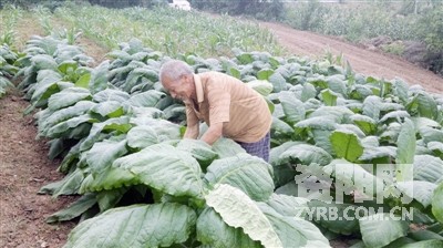 驻村扶贫老党员,脱贫攻坚老党员