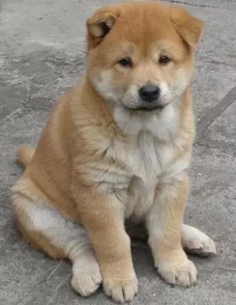 中华田园犬vs日本柴犬,日本柴犬和中华田园犬的区别