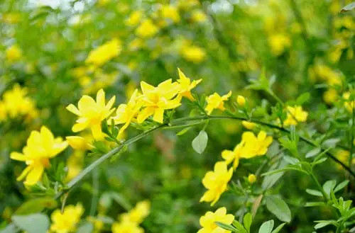 温暖的春天烟台,春天来了呈现出一片花的海洋