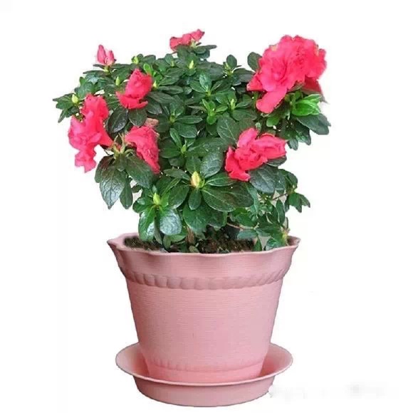 为什么我老是把花养死了,花养死了要丢掉吗