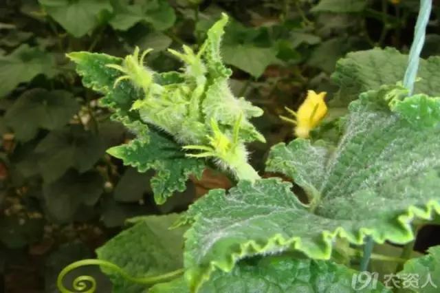 黄瓜用小苏打加红糖能防治病害,亮盾与阿米西达防治黄瓜病害
