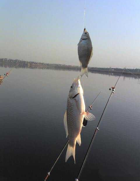 多钩串钩钓鱼法,串钩商品饵钓鱼