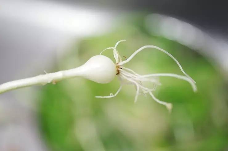 常见野菜吃法做法大全,常见野菜种类吃法
