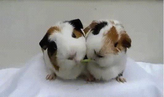 调侃国足出线的顺口溜,国足出线阵容搞笑