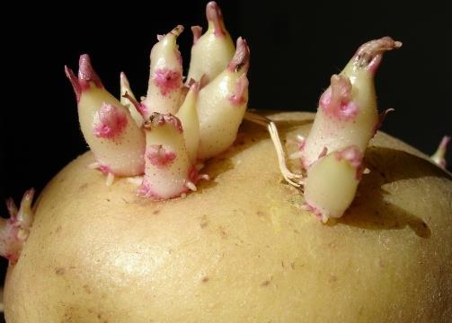 土豆发芽后能吃吗怎样控制发芽,土豆刚开始发芽怎么保存