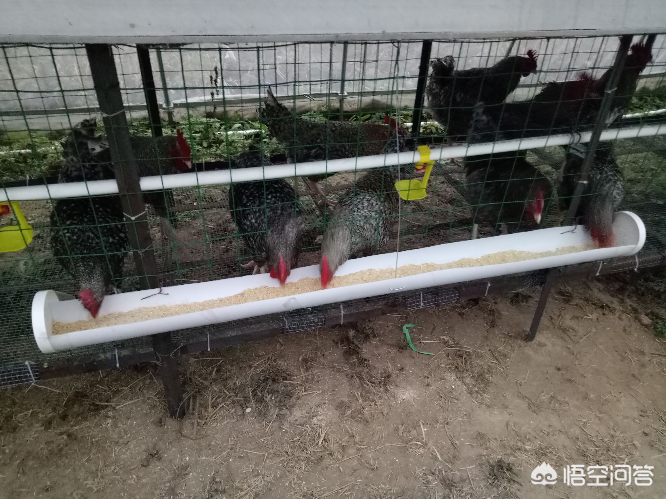 中国农民富豪都是靠什么发家的,农村有钱人是怎么富起来的