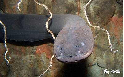 巨型电鳗鱼,电鳗鱼的视频