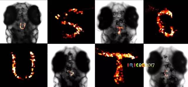 微观星球显微镜下的奇妙世界,显微镜下的奇妙世界视频