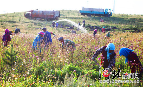 在燕赵大地续写绿色传奇