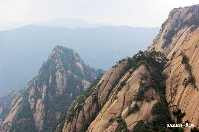 金毛萨克斯,金毛挑战全部视频