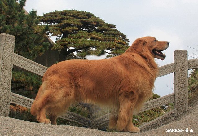 金毛萨克斯,金毛挑战全部视频