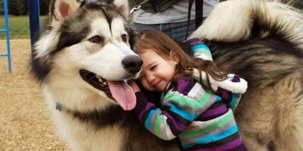 超可爱的宠物蜥蜴,这只宠物太可爱了抖音