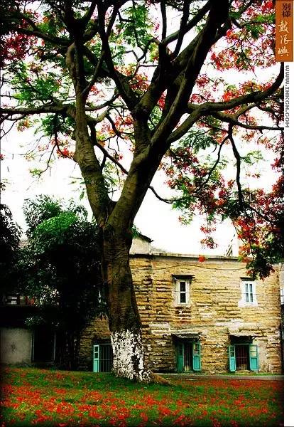 鼓浪屿申遗过程,鼓浪屿申遗40年成功了吗