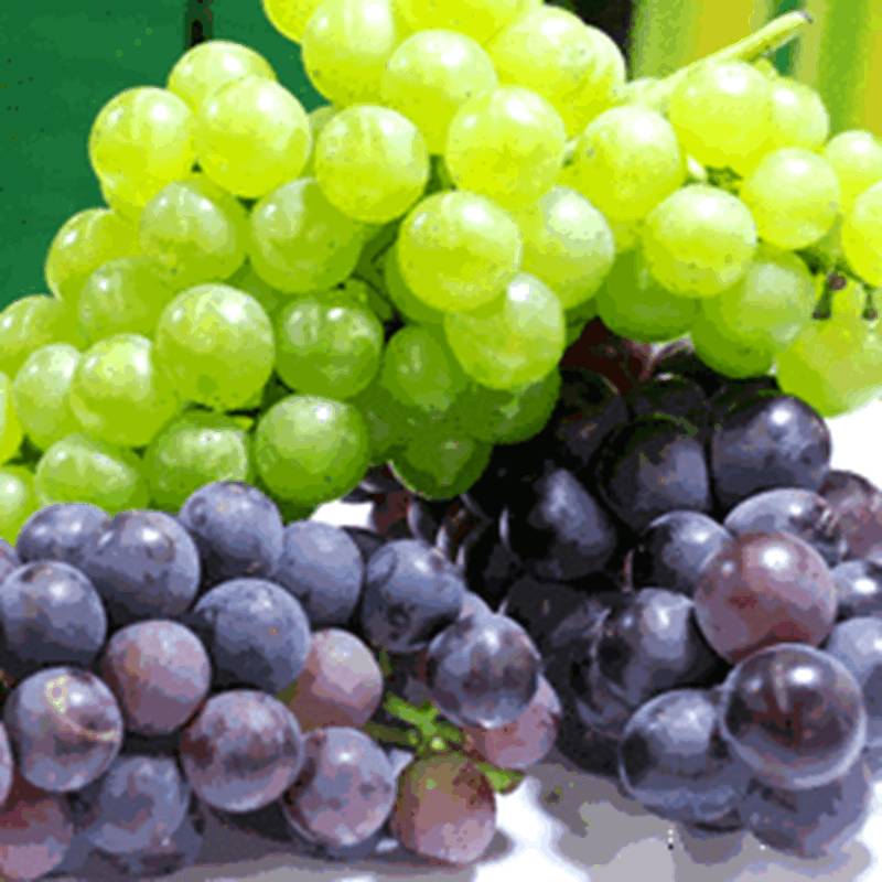 怎么吃葡萄不吐葡萄皮呢,如何吃葡萄不吐葡萄皮