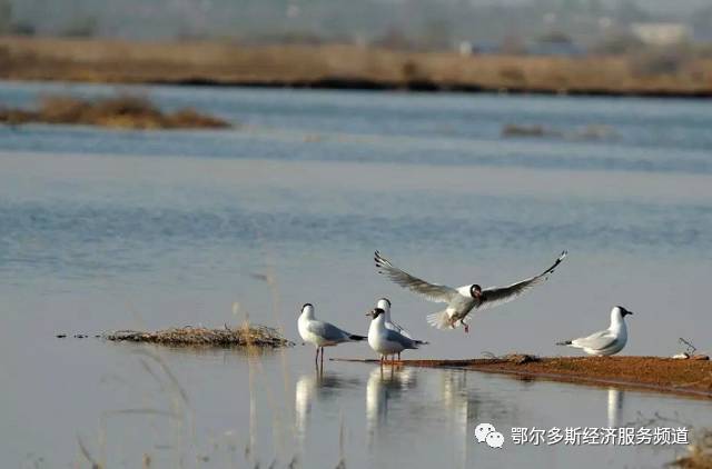 伊金霍洛旗7个儿女“才艺”大比拼~看看你支持谁